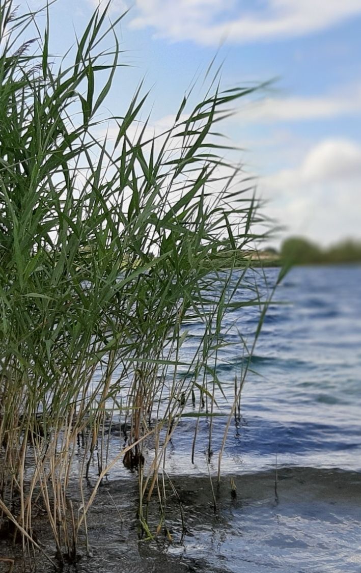 Schilfgürtel am Kiessee Zarrenthin, Foto: Gudrun Stark